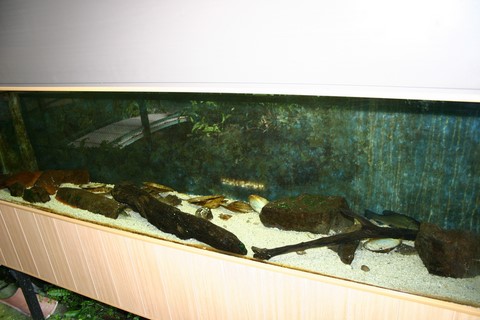 aquarium gardons