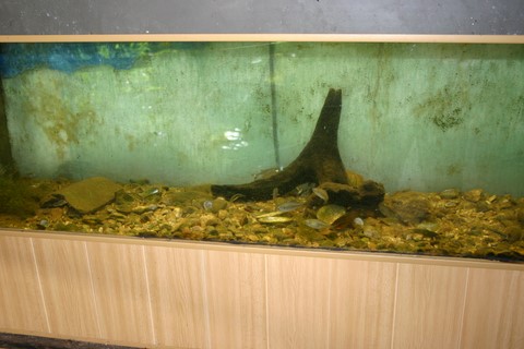 aquarium anguilles