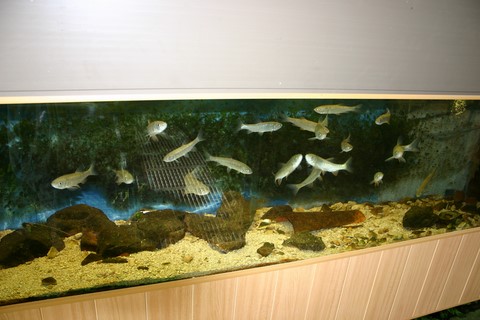 aquarium ides et vandoises