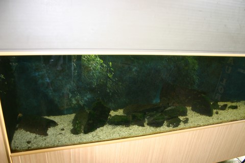 aquarium carpillons