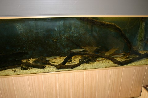 aquarium goujons