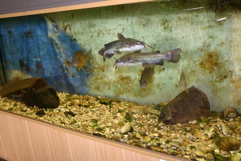 aquarium poissons-chat 