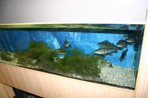 aquarium perches