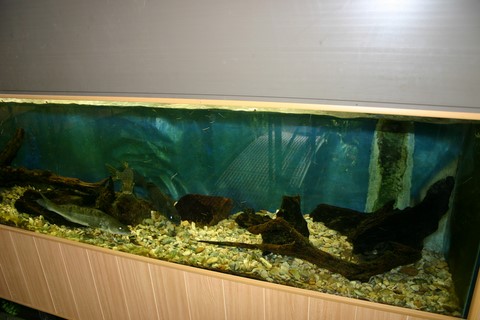 aquariums sandres, brochets
