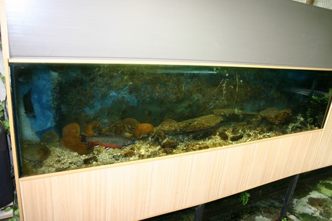 aquarium ombles
