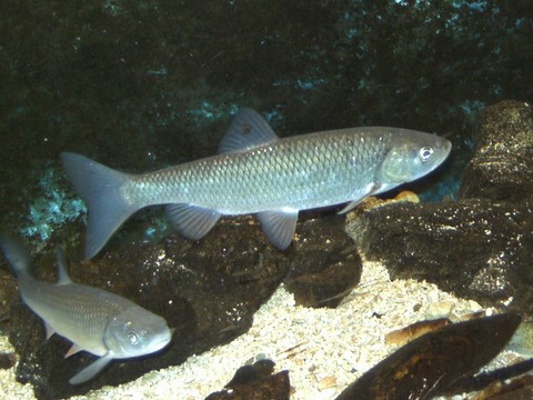 chevaines
