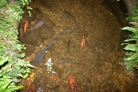 bassin